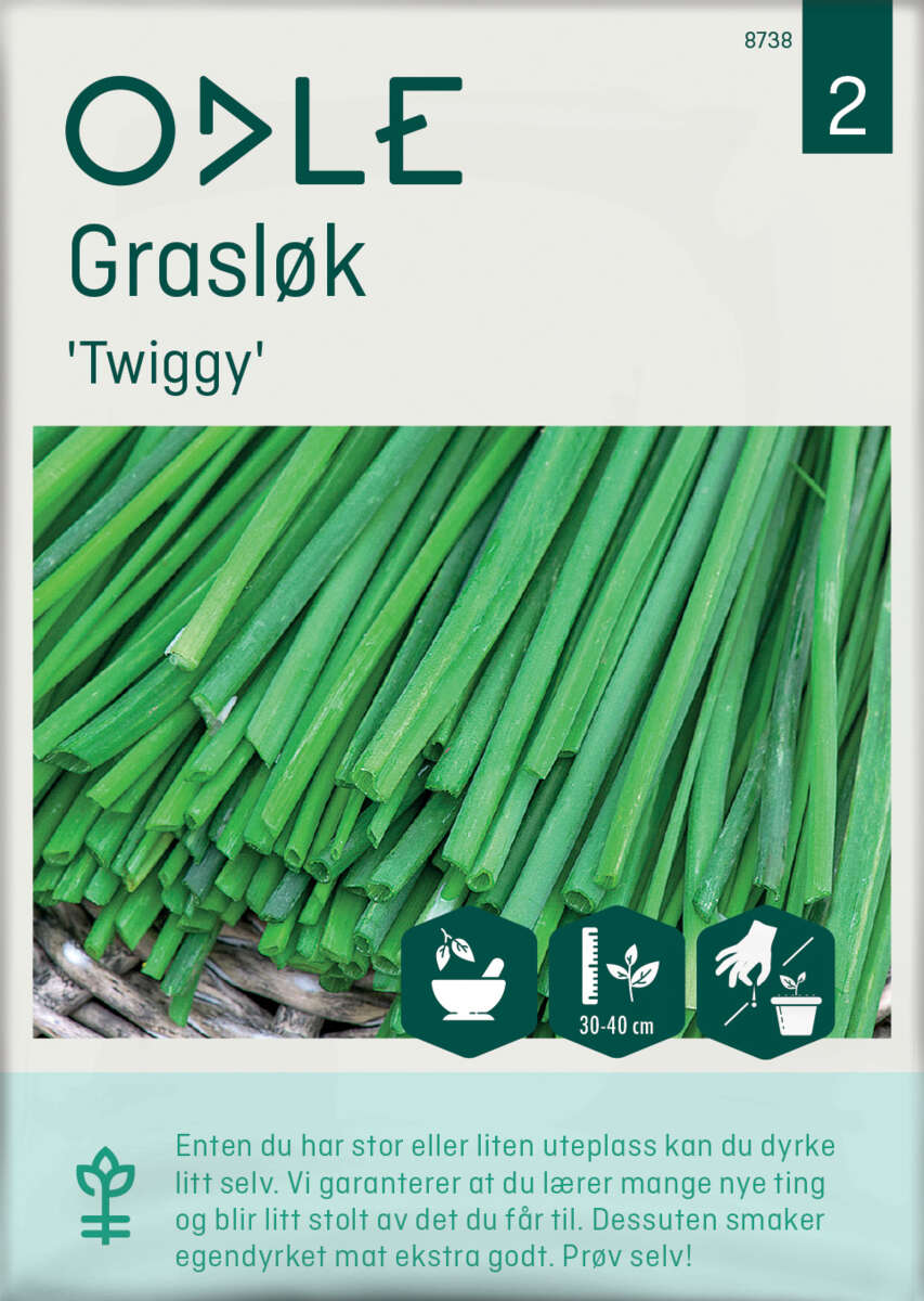 Odle 'Twiggy' grasløk frø
