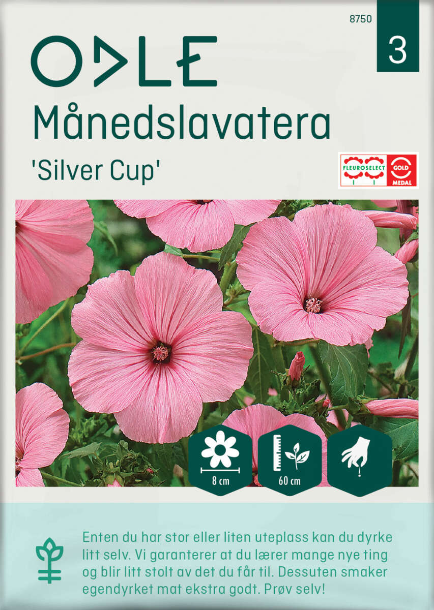 Odle 'Silver Cup' månedslavatera frø