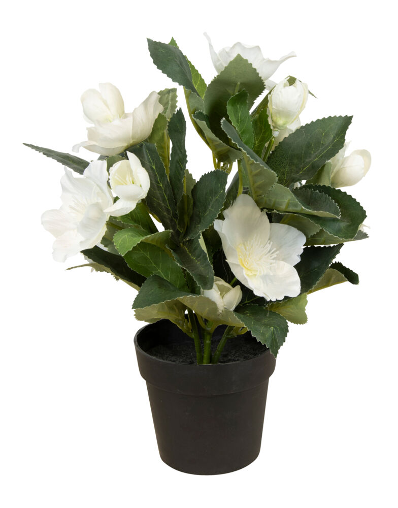 Julerose