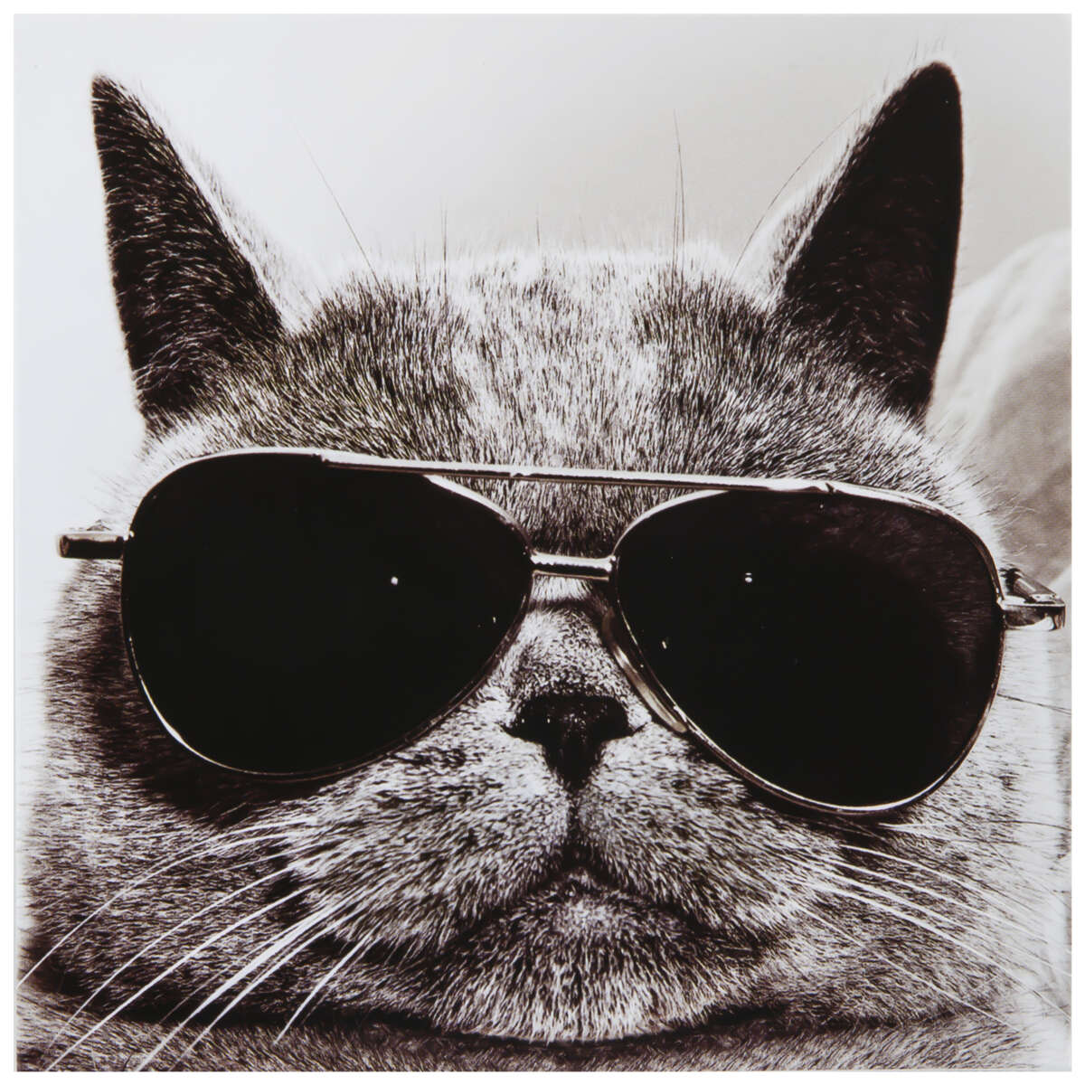 Kort Katt med solbriller