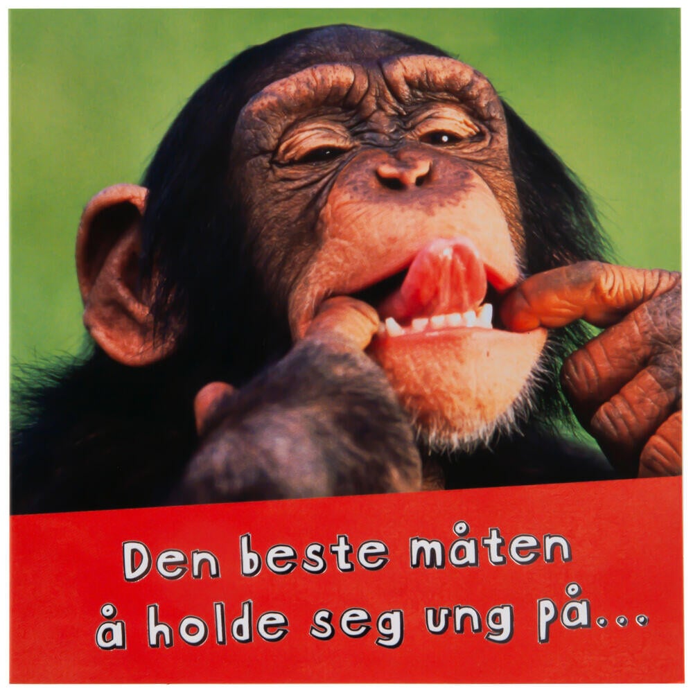 Kort Sjimpanse