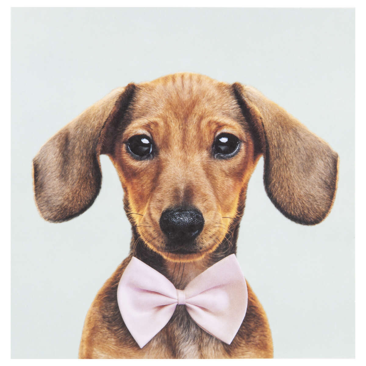 Kort Hund med sløyfe