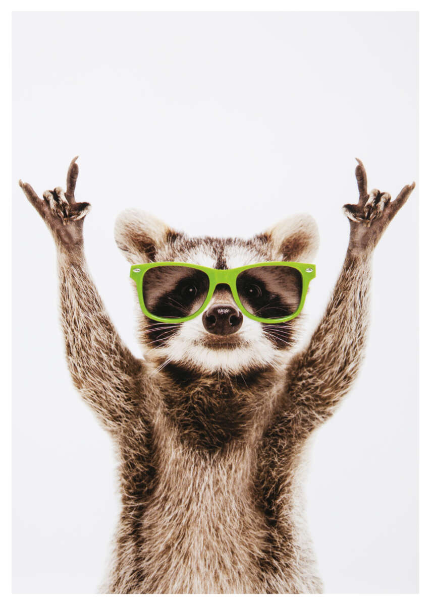 Kort Vaskebjørn med solbriller