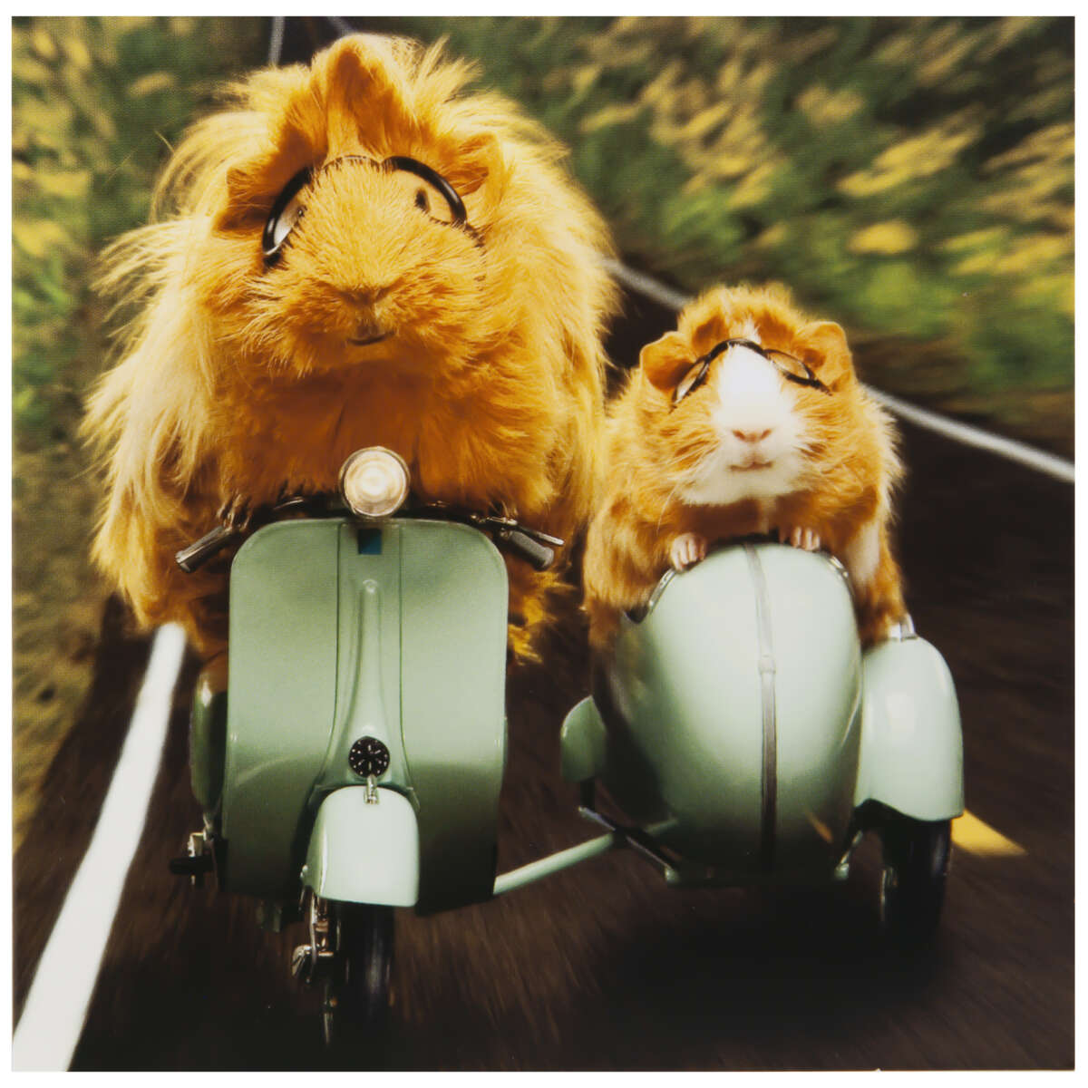 Kort Hamster på scooter