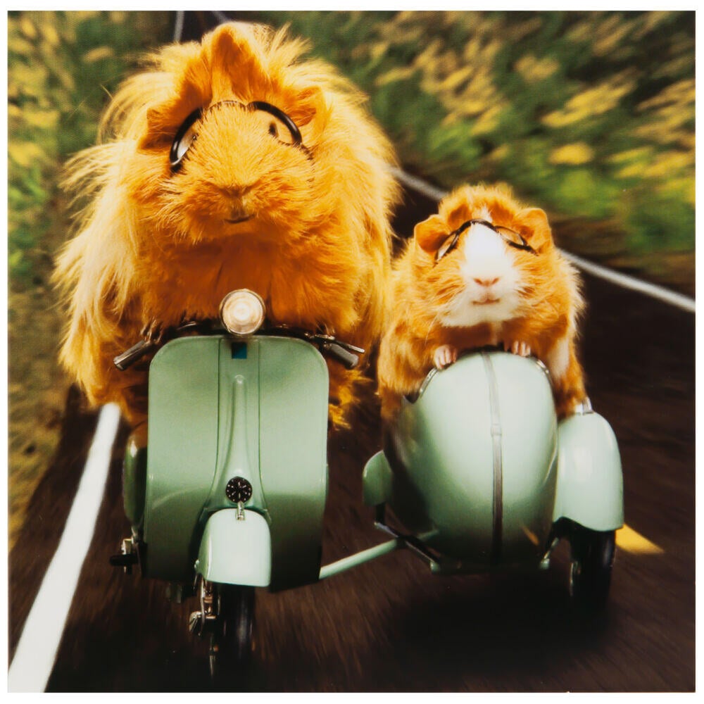 Kort Hamster på scooter