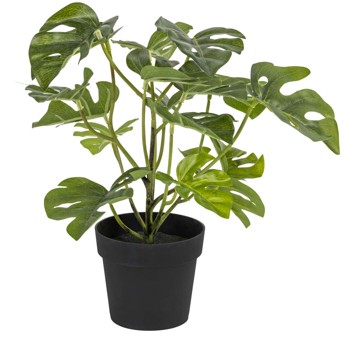 Monstera små blader