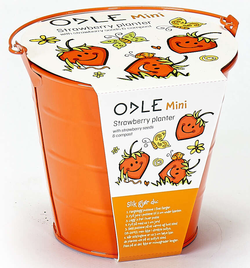 Odle bøtte med tomatfrø