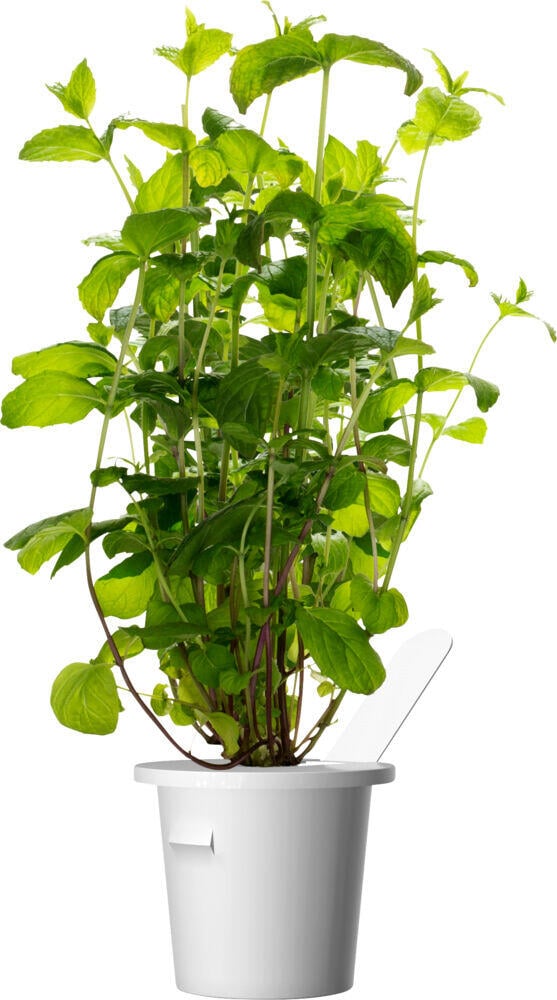 Click&Grow Smart Garden refill peppermynte 3-pk