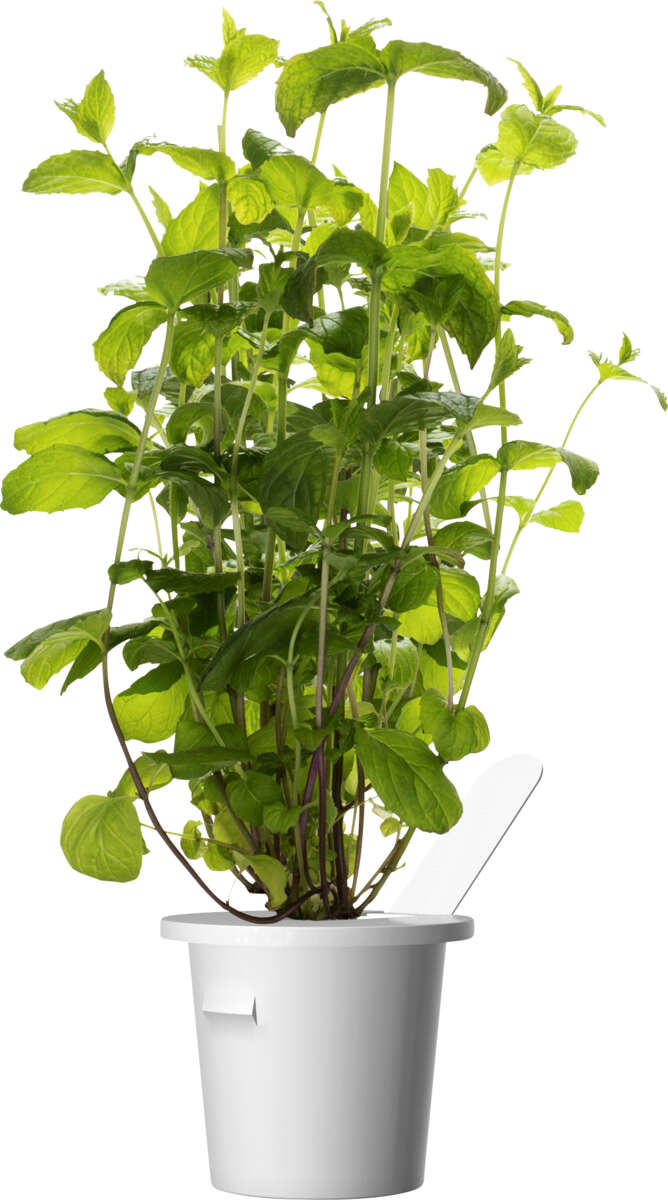 Click&Grow Smart Garden refill peppermynte 3-pk