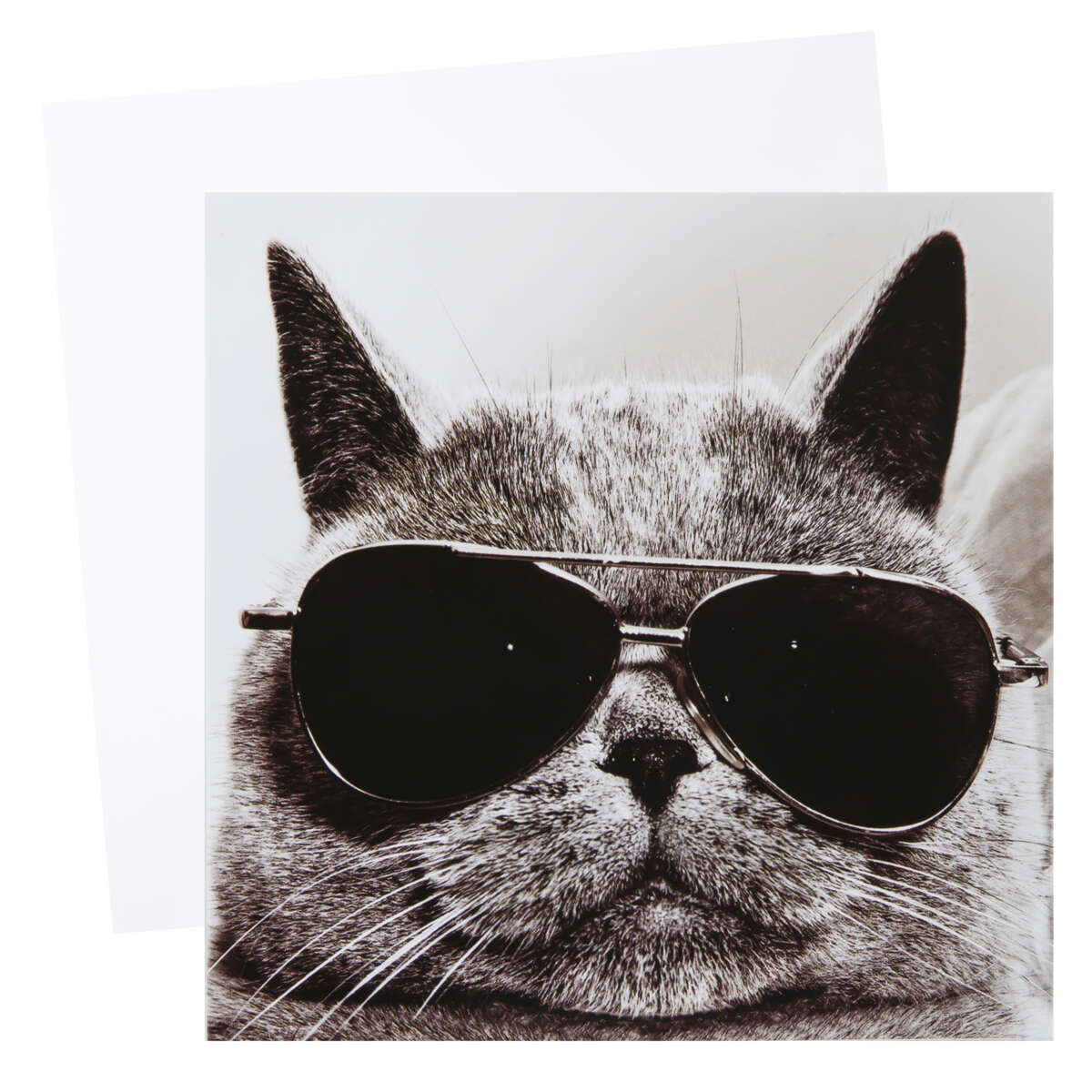Kort Katt med solbriller