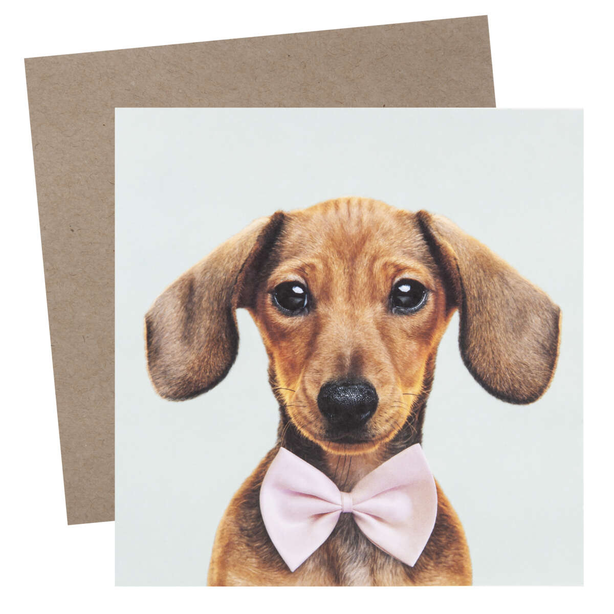 Kort Hund med sløyfe