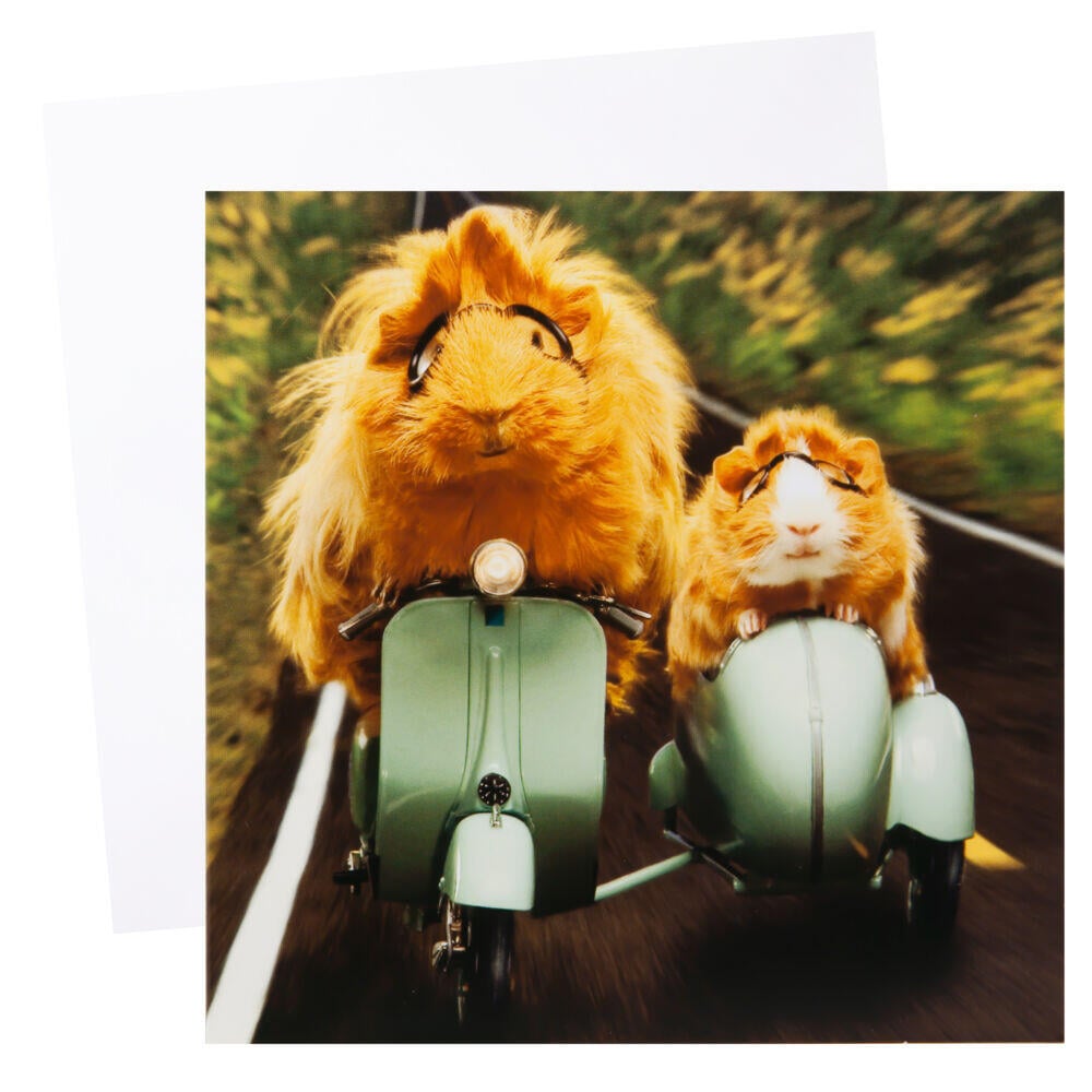 Kort Hamster på scooter