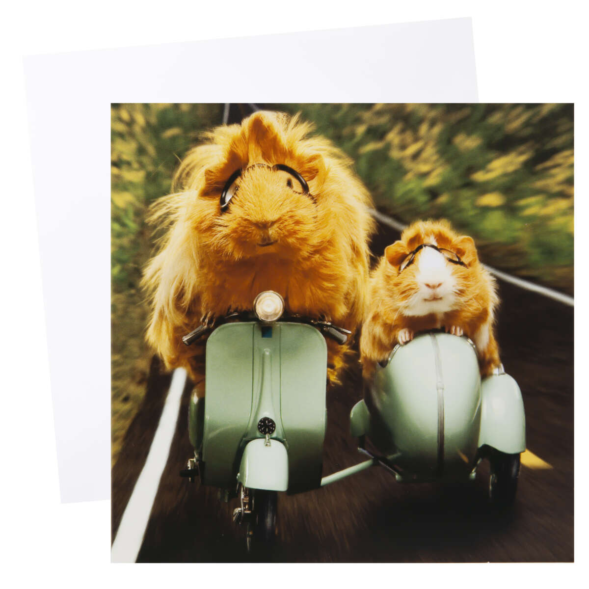 Kort Hamster på scooter