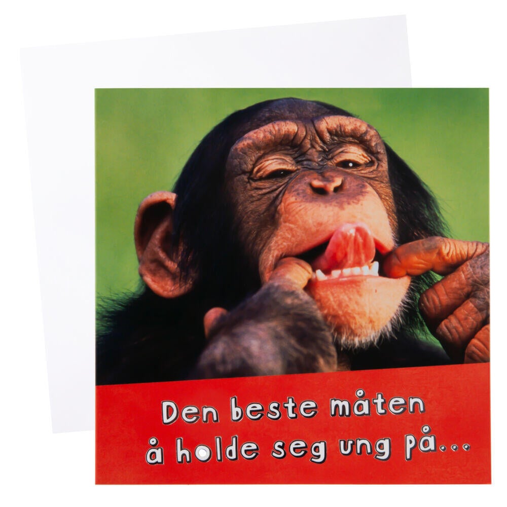 Kort Sjimpanse