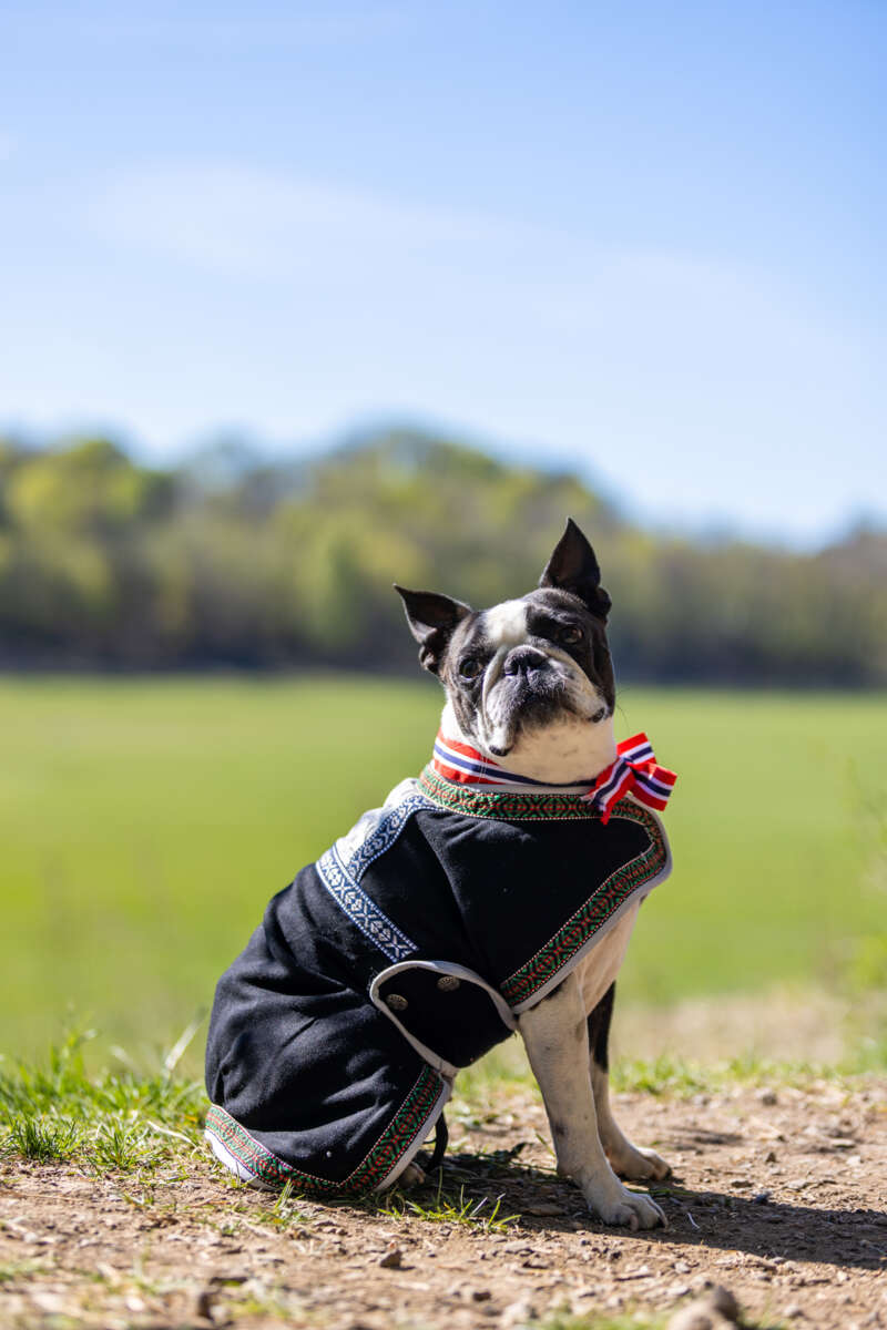 Northpeak Solveig hundedekken