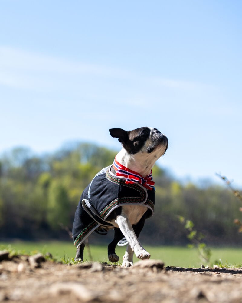 Northpeak Solveig hundedekken