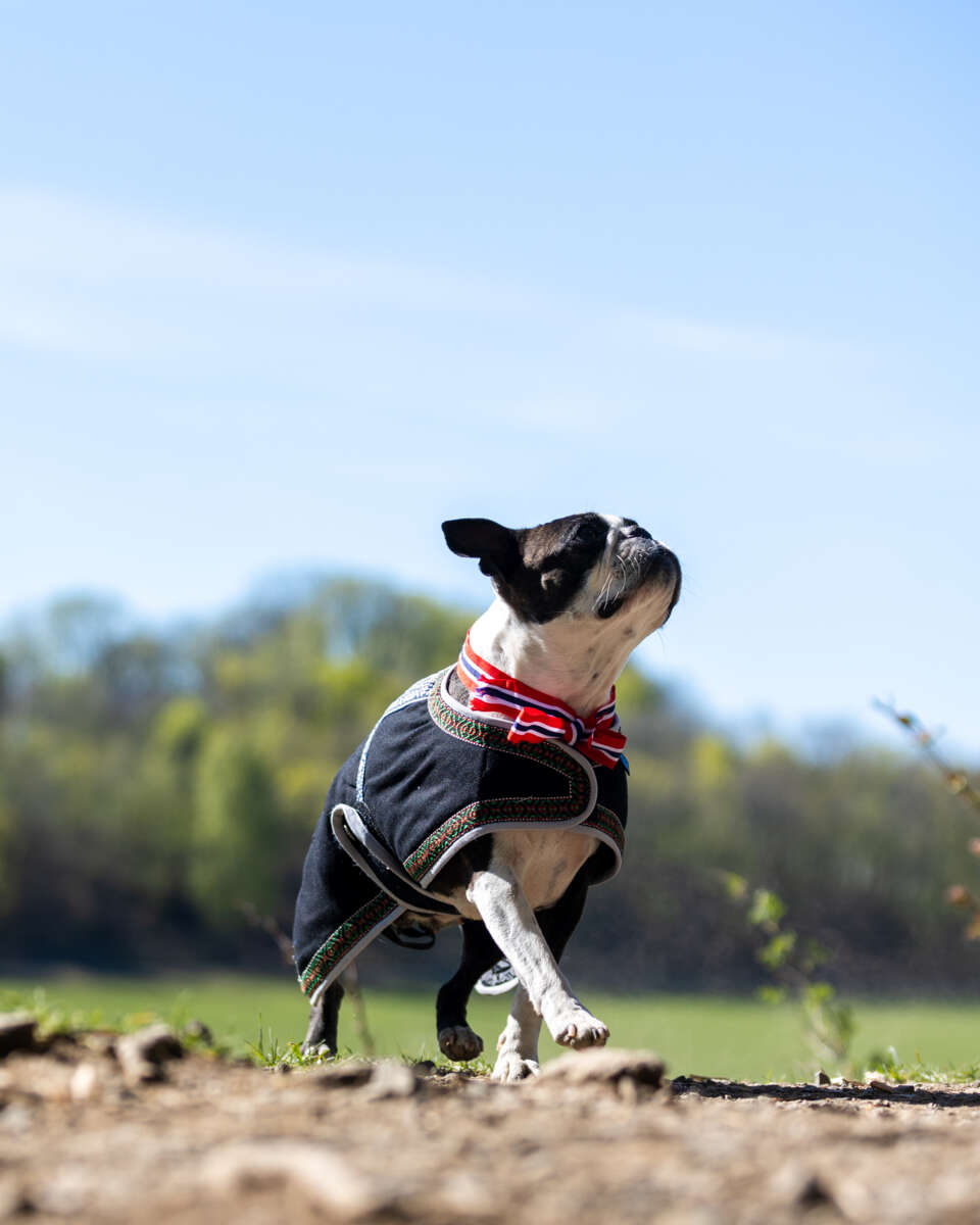 Northpeak Solveig hundedekken