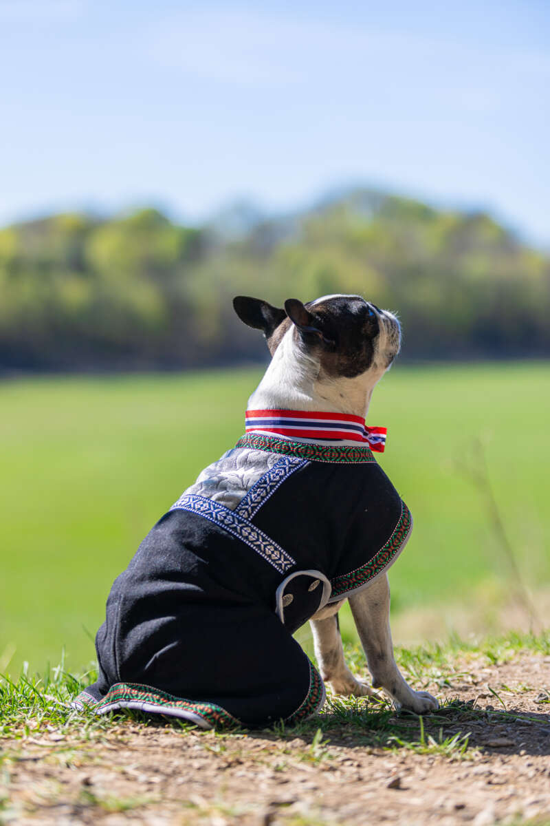 Northpeak Solveig hundedekken