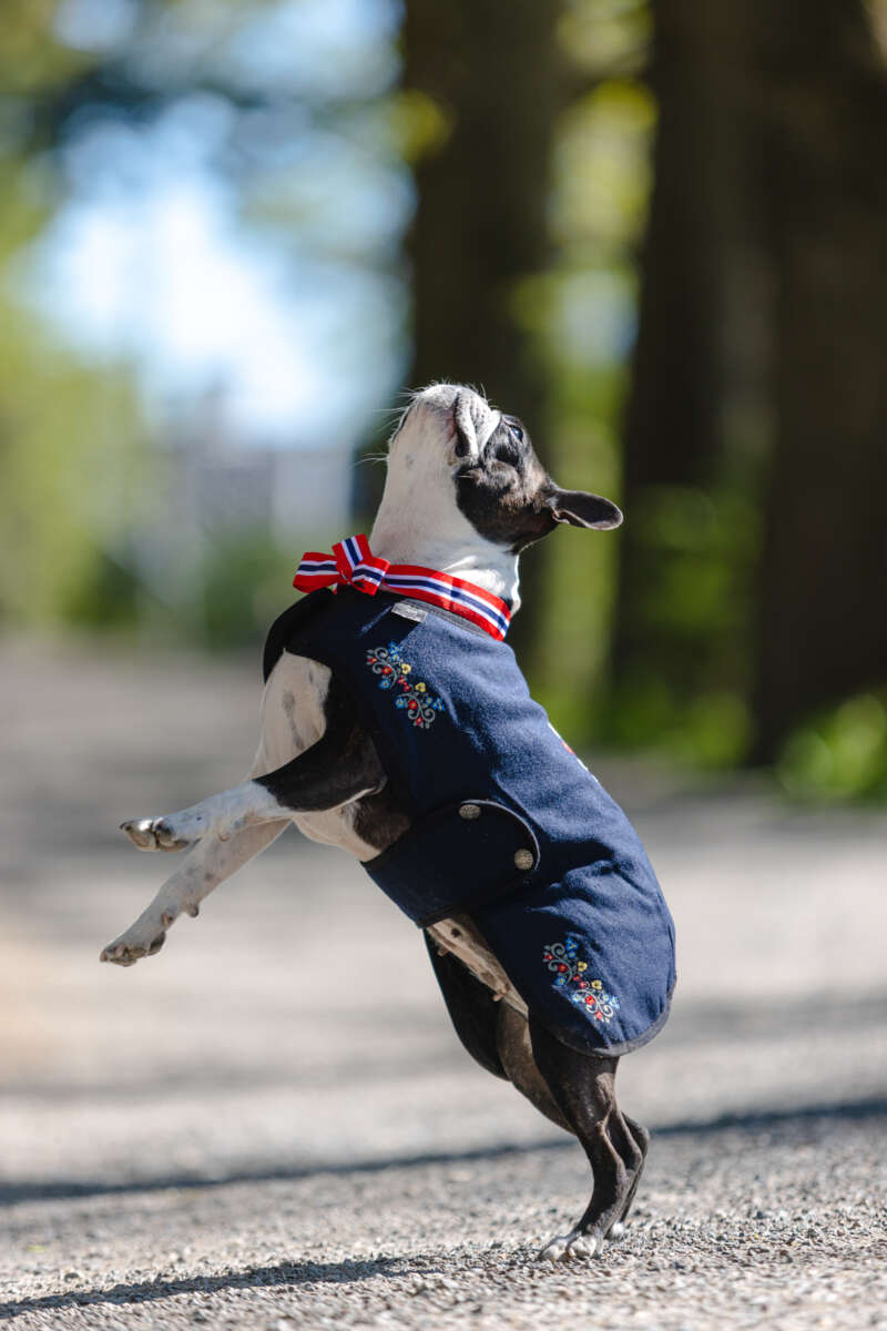 Northpeak Ingrid hundedekken