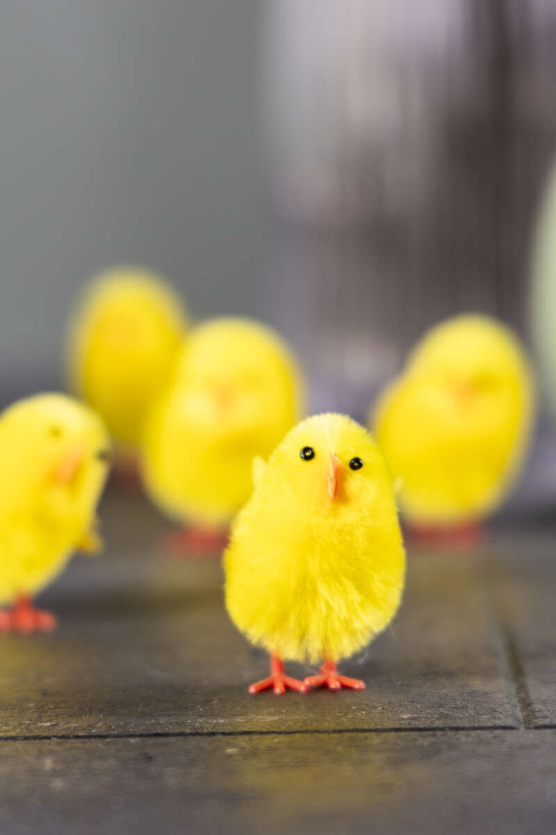 Knøtte kyllinger, 6pk