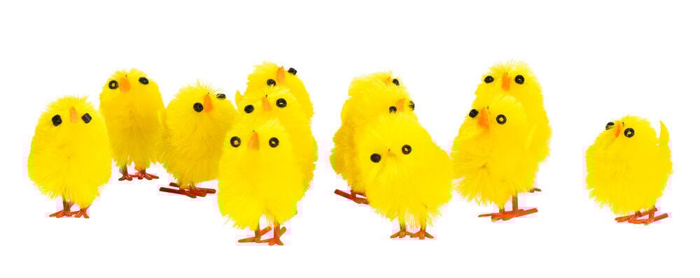 Knøtte Kyllinger 12pk