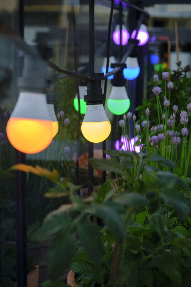 Ledvance Smart+ WiFi RGB classic pære