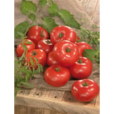 Produkt miniatyrebild Nelson Garden Maja tomatfrø