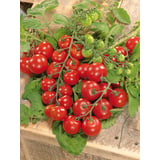 Produkt miniatyrebild Nelson Garden Roma tomatfrø