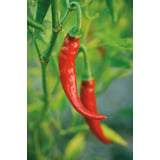Produkt miniatyrebild Nelson Garden chili cayennefrø