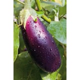 Produkt miniatyrebild Nelson Garden auberginefrø