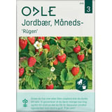 Produkt miniatyrebild Odle 'Rügen' måneds- jordbær frø