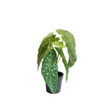 Produkt miniatyrebild Begonia maculata i potte