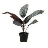 Produkt miniatyrebild Calathea plante