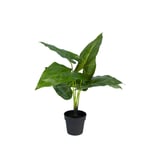 Produkt miniatyrebild Philodendron plante