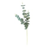Produkt miniatyrebild Eukalyptuskvist