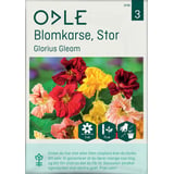 Produkt miniatyrebild Odle 'Glorius Gleam' stor blomkarse frø