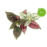 Produkt miniatyrebild Click&Grow Smart Garden refill Polka Dot 3-pk