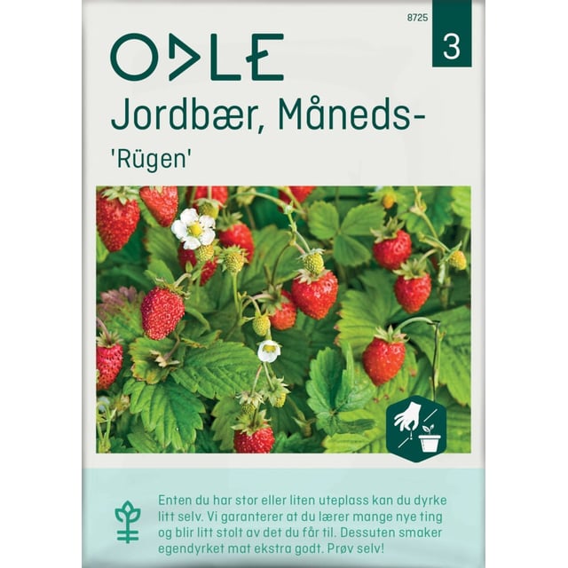 Odle 'Rügen' måneds- jordbær frø