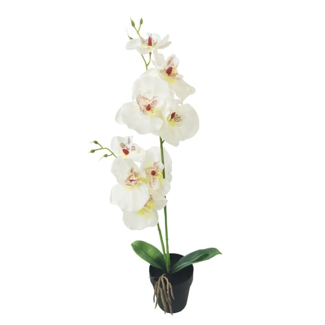 Orkidè i potte H50cm