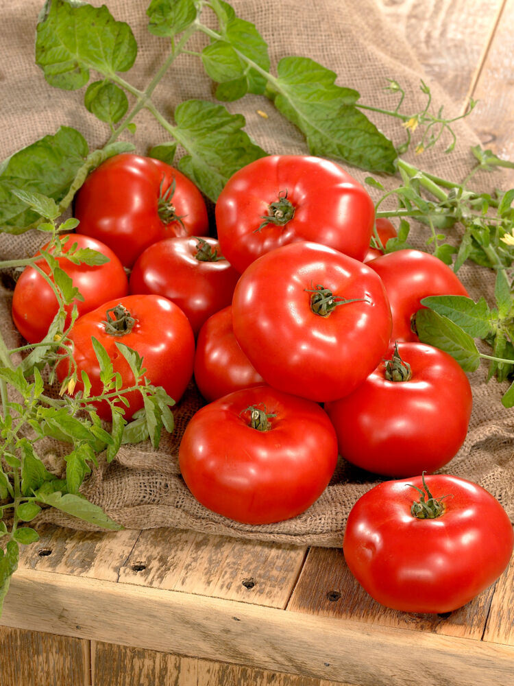 Produkt miniatyrebild Odle grow bag tomat