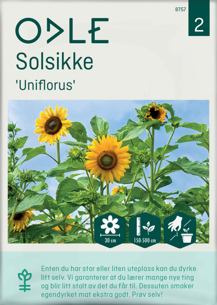Odle 'Uniflorus' solsikke frø
