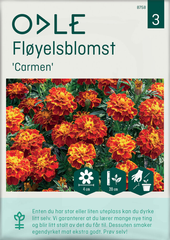 Odle 'Carmen' fløyelsblomst frø