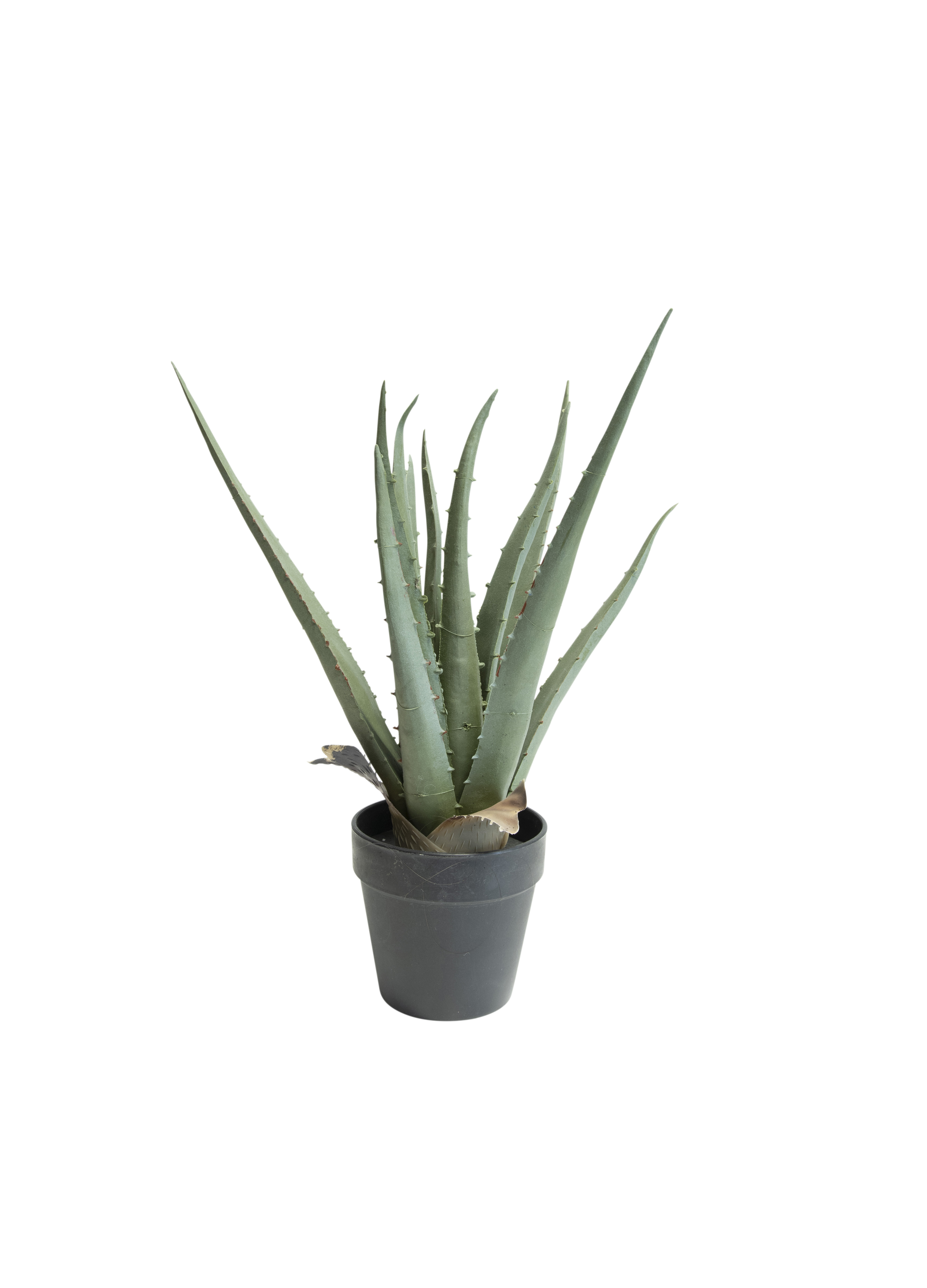 Produkt miniatyrebild Aloe vera i potte