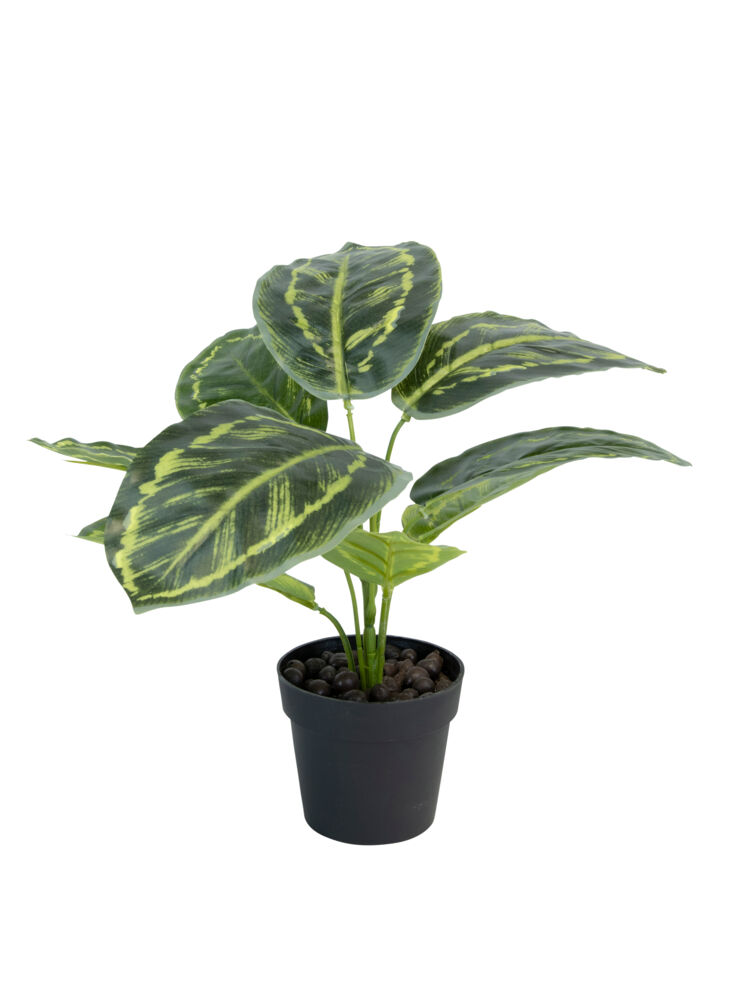 Calathea plante