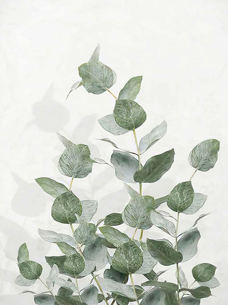 Produkt miniatyrebild Poster Eucalyptus