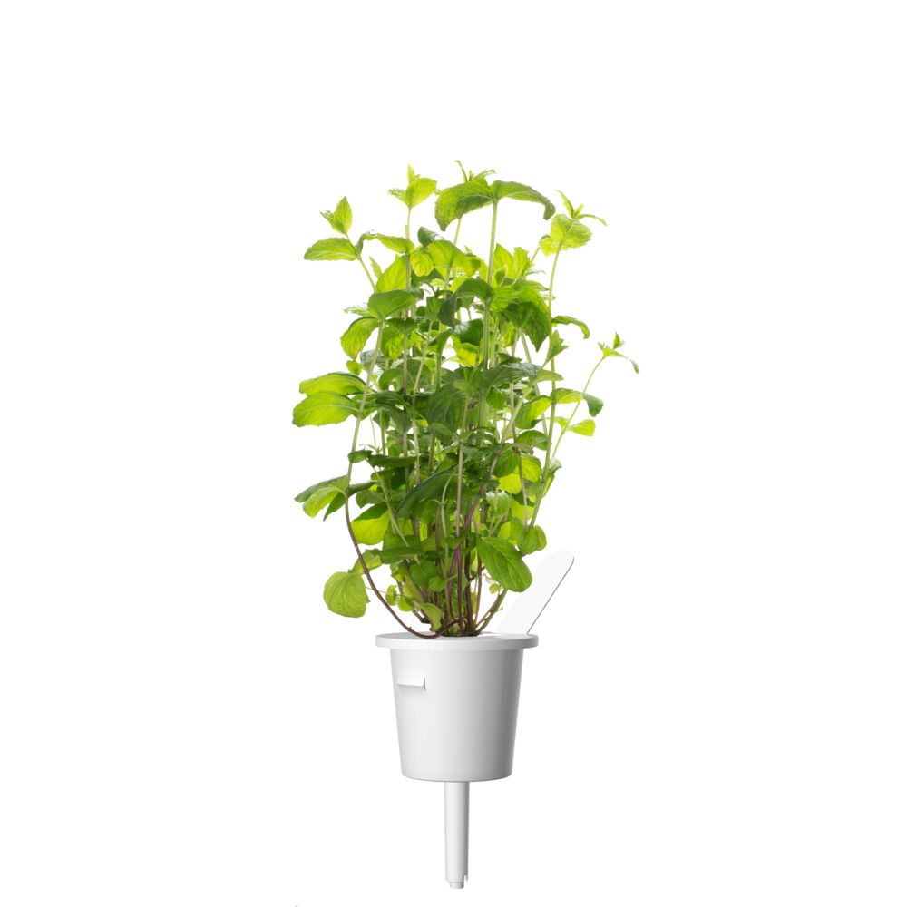 Produkt miniatyrebild Click&Grow Smart Garden refill peppermynte 3-pk
