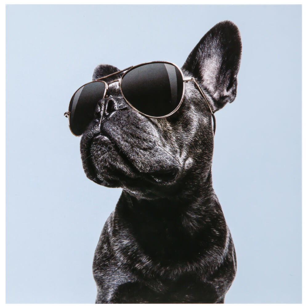 Produkt miniatyrebild Kort Hund med solbriller
